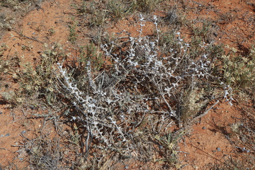Image of Sclerolaena bicornis by (c) Thomas Mesaglio, some rights reserved (CC BY)