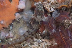 Chalaroderma ocellata