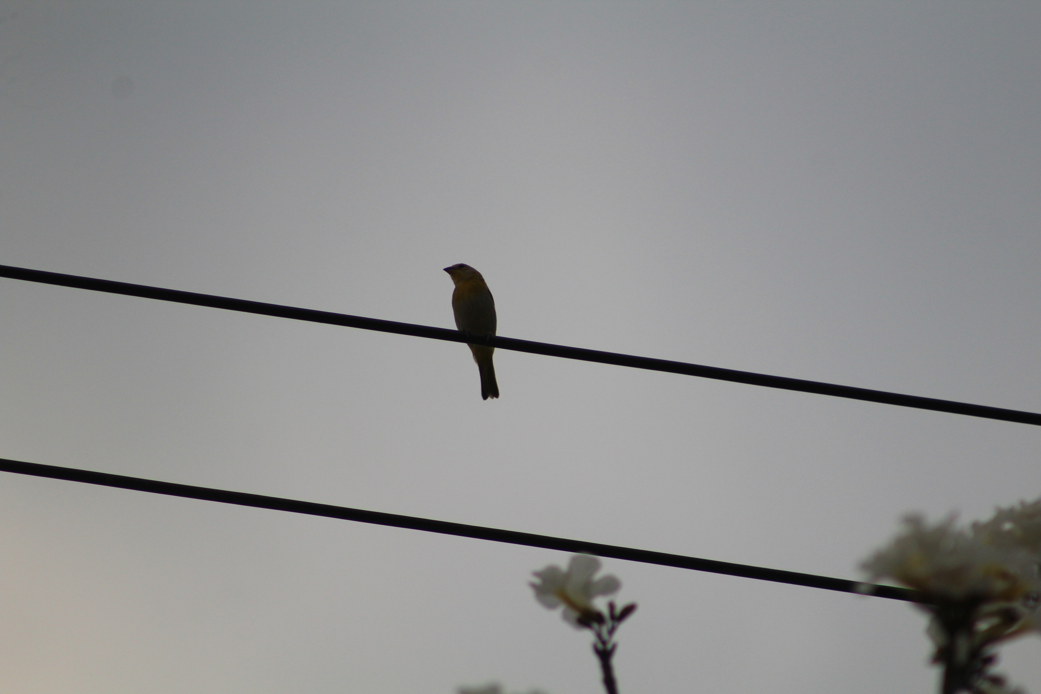 canário-da-terra, chirigüe azafranado, saffron finch, sicale bouton-d'or