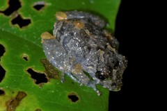 Pristimantis brevicrus