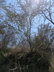 Condalia velutina