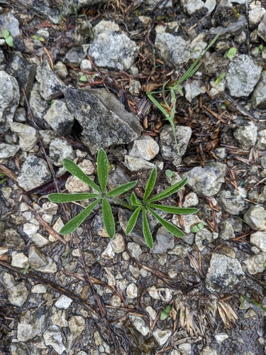 Image of Pediomelum subacaule by (c) Alaina Krakowiak, some rights reserved (CC BY)