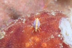 Ochlesis lenticulosus