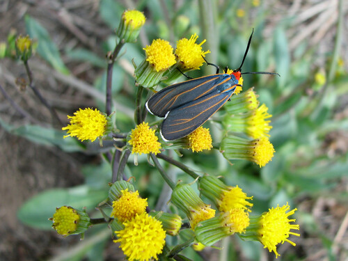 Veined Ctenucha Moth photo 4
