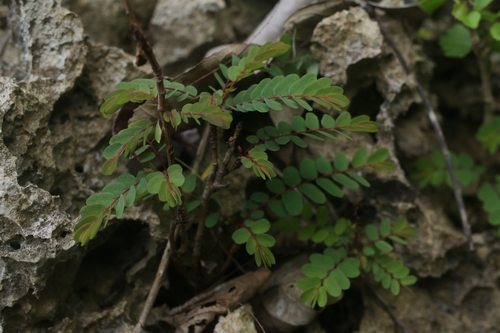 Phyllanthus liukiuensis iNat (3)