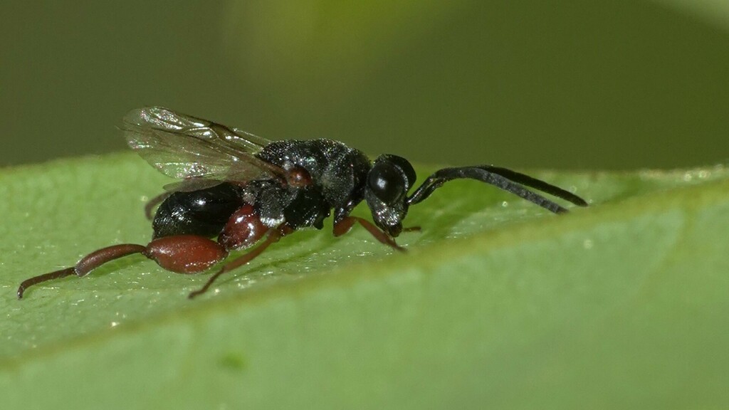 Antrocephalus nasuta