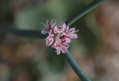 Eriogonum cithariforme