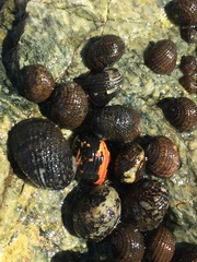 Nerita funiculata
