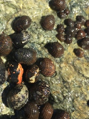 Nerita funiculata