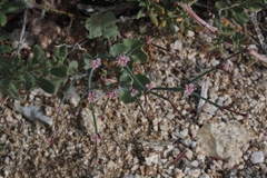 Eriogonum cithariforme