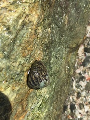 Nerita funiculata