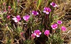 Oxalis hirta