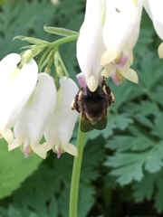 Anthophora villosula