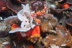 Adeonellopsis