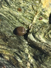 Nerita funiculata