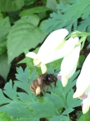 Anthophora villosula