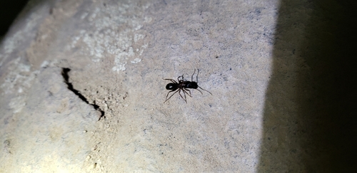 Camponotus dumetorum photo 5