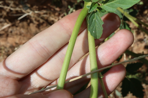 Image of Datura leichhardtii by (c) Thomas Mesaglio, some rights reserved (CC BY)