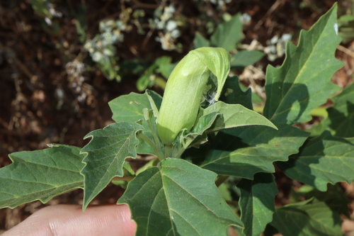 Image of Datura leichhardtii by (c) Thomas Mesaglio, some rights reserved (CC BY)