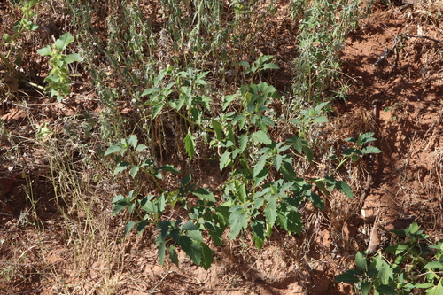Image of Datura leichhardtii by (c) Thomas Mesaglio, some rights reserved (CC BY)