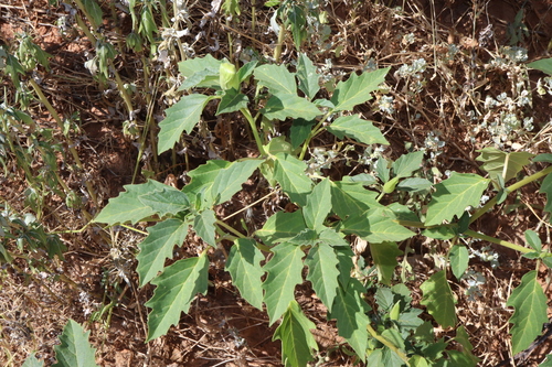 Image of Datura leichhardtii by (c) Thomas Mesaglio, some rights reserved (CC BY)
