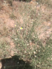 Psilactis brevilingulata