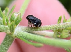 Clastoptera lineatocollis