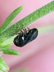 Clastoptera lineatocollis