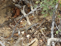 Aspidoscelis ceralbensis