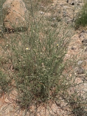 Psilactis brevilingulata