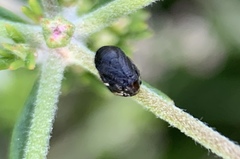 Clastoptera lineatocollis