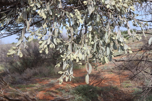 Amyema maidenii (Amyema maidenii)