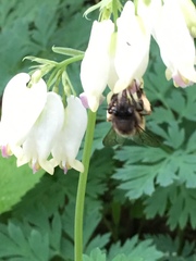 Anthophora villosula