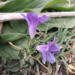 Ruellia lactea