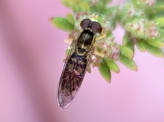 Toxomerus marginatus