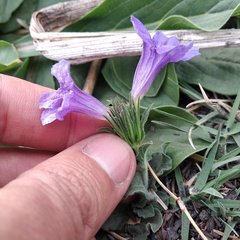 Ruellia lactea