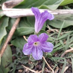 Ruellia lactea