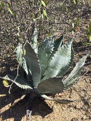 Agave colorata