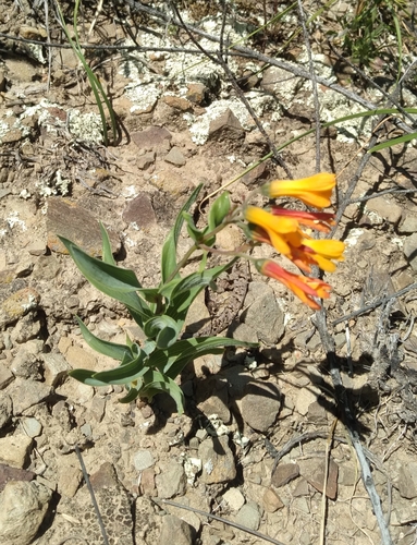 Bomarea boliviensis (Bomarea boliviensis)