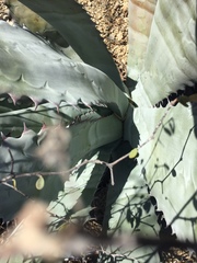 Agave colorata