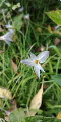 Ipheion