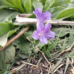 Ruellia lactea