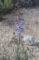 Delphinium parryi