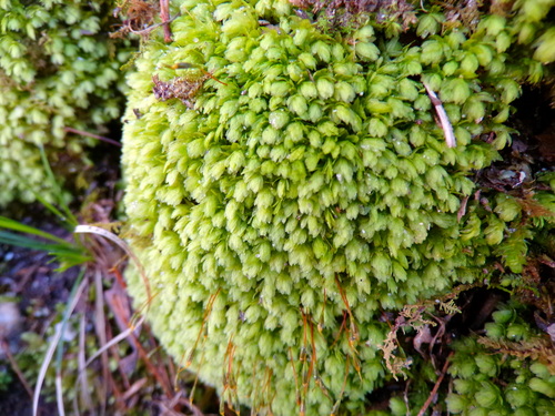 Image of Aulacomnium heterostichum by (c) Grace Merkert, some rights reserved (CC BY)
