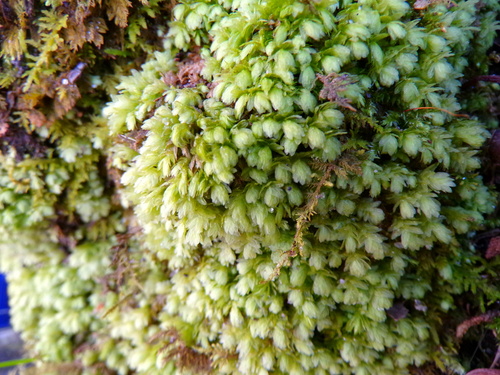 Image of Aulacomnium heterostichum by (c) Grace Merkert, some rights reserved (CC BY)