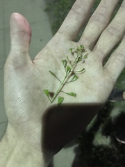 Capsella bursa-pastoris