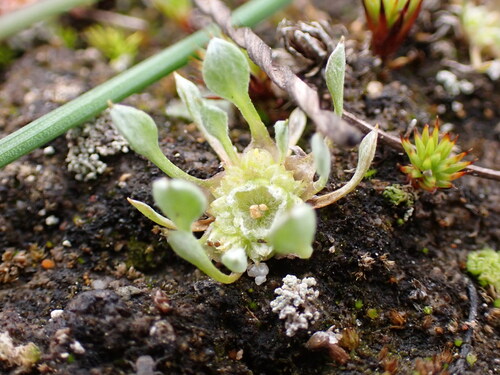 Ancistrocarphus keilii