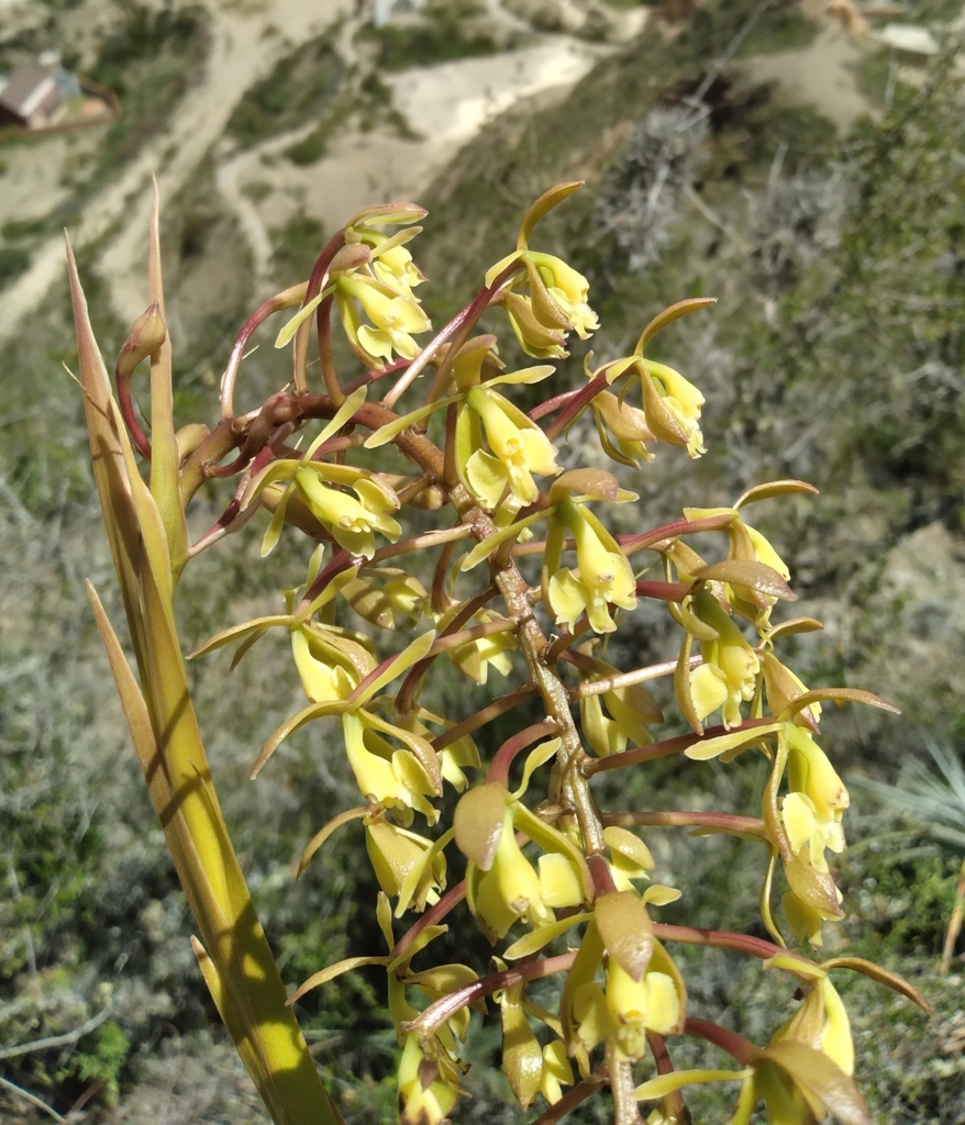 Epidendrum oreonastes