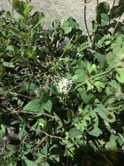 Trifolium repens