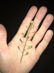Capsella bursa-pastoris